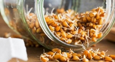 Jak klíčit pšenici pro kuřata doma a v jakém věku můžete dát